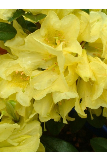 Саффрано – сонячні жовті квіти для саду.